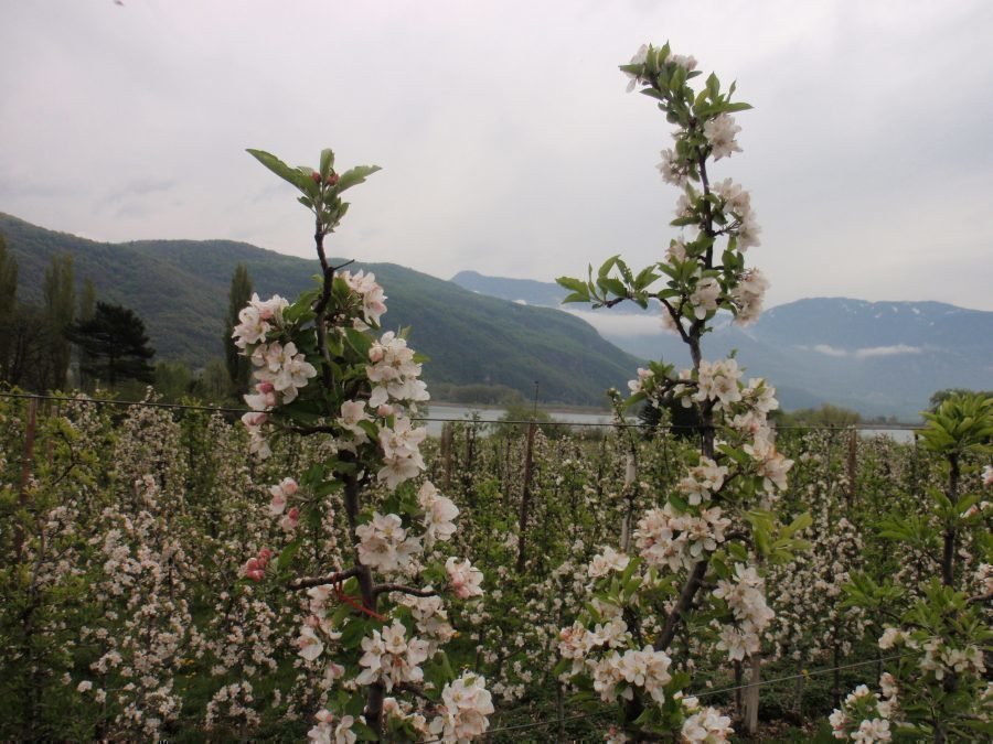 Passeggiata attraverso la Valle della Primavera aprile 2019