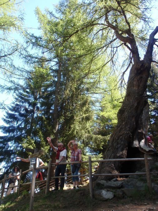 Excursie met Julian naar de oude lariksen in het rustieke Ultental mei 2017