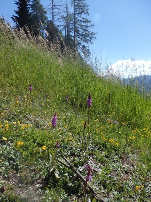 escursione alla malga Riemerberg a Val Ultimo luglio 2021