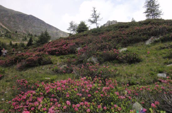 Wandeling Ulten: Riemerbergalm en Kühbergalm juli 2018