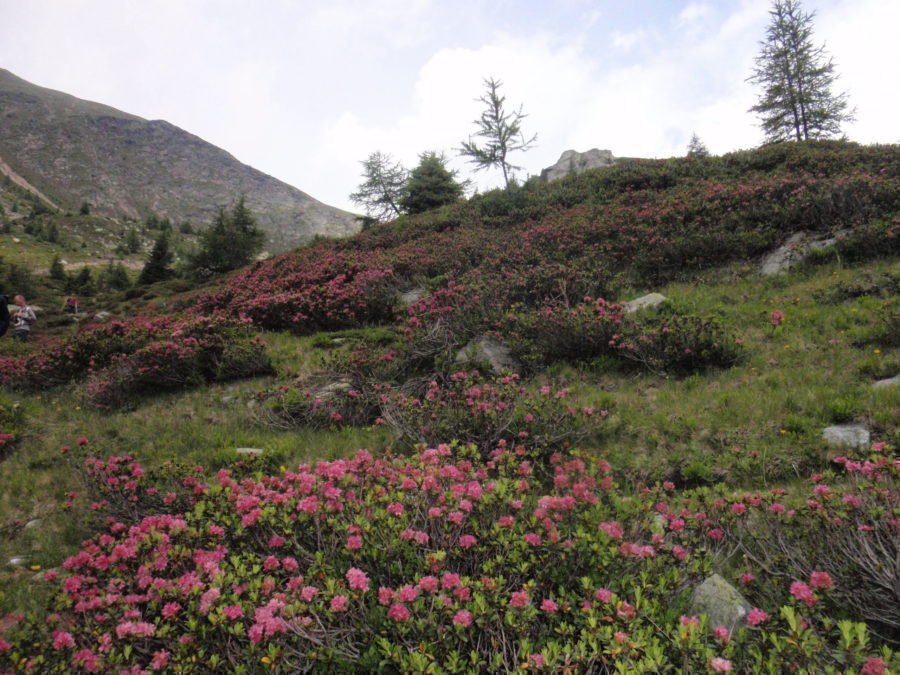 Wandeling Ulten: Riemerbergalm en Kühbergalm juli 2018