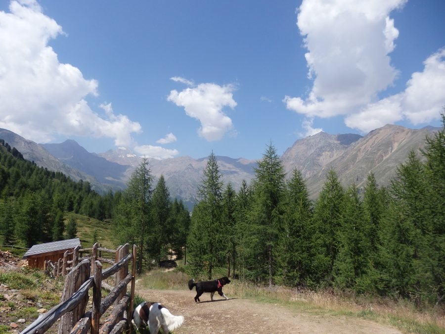 wandeling Berglalm juli 2022